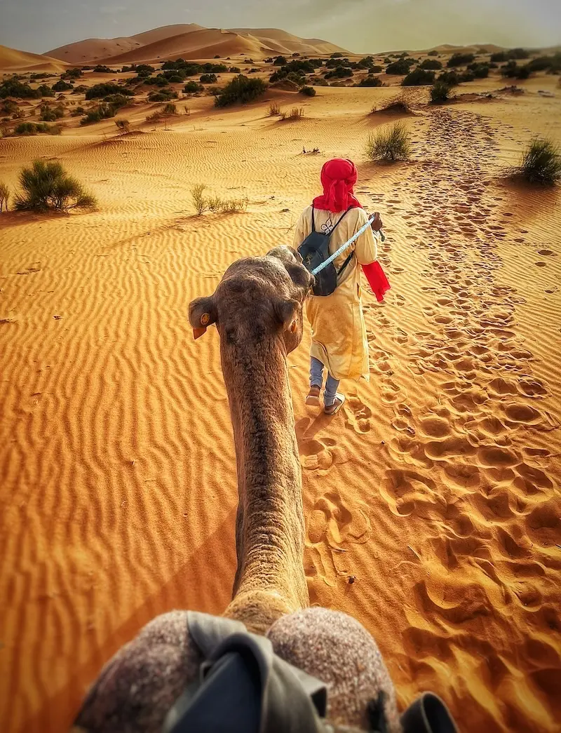 Merzouga camel